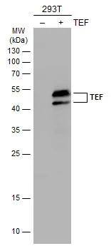 Western Blot Tef Antibody