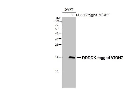 Western Blot ATOH7 Antibody
