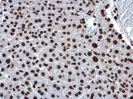 Immunohistochemistry H2A Antibody