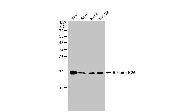 Western Blot H2A Antibody