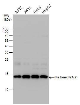 H2A antibody detects H2A protein by western blot analysis. Various whole cell extracts (30 ug) were separated by 15% SDS-PAGE, and the membrane was blotted with H2A antibody (NBP3-48616) diluted at a dilution of 1:5000. 
