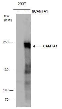Western Blot CAMTA1 Antibody