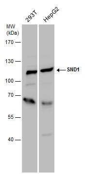 SND1 antibody detects SND1 protein by western blot analysis. Various whole cell extracts (30 ug) were separated by 7.5% SDS-PAGE, and the membrane was blotted with SND1 antibody (NBP3-48620) diluted at a dilution of 1:1000. 