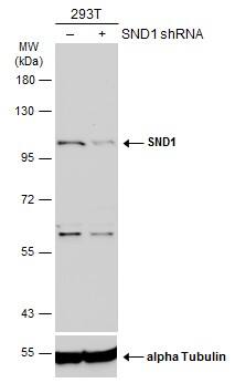 Non-transfected (-) and transfected (+) 293T whole cell extracts (50 ug) were separated by 7.5% SDS-PAGE, and the membrane was blotted with SND1 antibody (NBP3-48621) diluted at 1:2000. The HRP-conjugated anti-rabbit IgG antibody was used to detect the primary antibody, and the signal was developed with Trident ECL plus-Enhanced. 