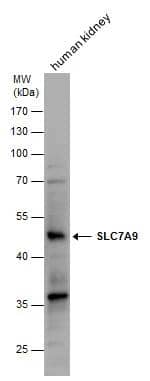 Western Blot SLC7A9 Antibody