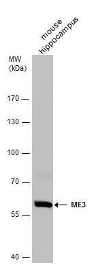 Western Blot ME3 Antibody
