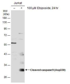 <b>Orthogonal Strategies Validation. </b>Untreated (-) and treated (+) Jurkat whole cell extracts (30 ug) were separated by 10% SDS-PAGE, and the membrane was blotted with active/cleaved Caspase-9 antibody (NBP3-48628) diluted at 1:500. 