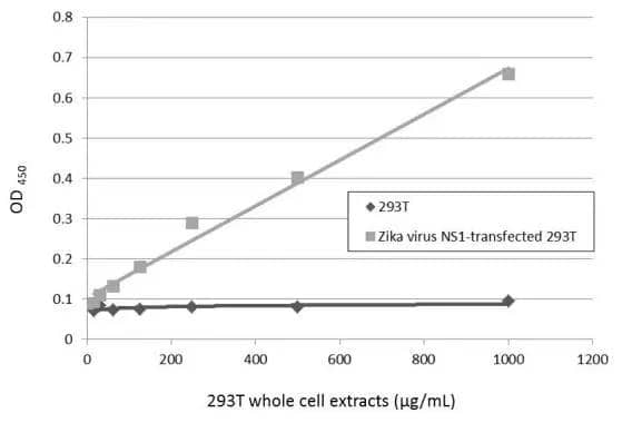 Sandwich ELISA detection of non-transfected and transfected 293T whole cell extracts using GTX634158 as capture antibody at concentration of 5 ug/mL and NBP3-48632 as detection antibody at concentration of 1 ug/mL. Rabbit IgG antibody (HRP) was diluted at 1:10000 and used to detect the primary antibody. 