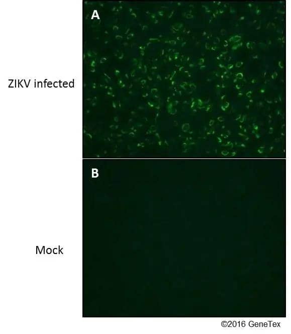 Immunofluorescent analysis of Zika Virus-PRVABC59 infected (A) and non-infected (B) vero cells using Zika Virus NS1 antibody (NBP3-48632).Green:Zika Virus NS1 antibody (NBP3-48632) diluted at 1:4000. 