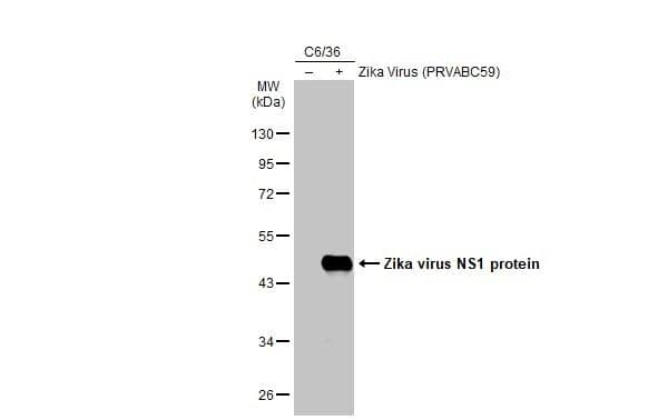 Non-infected (-) and infected (+) C6/36 whole cell extracts (30 ug) were separated by 10% SDS-PAGE, and the membrane was blotted with Zika Virus NS1 antibody (NBP3-48632) diluted at 1:1000. The HRP-conjugated anti-rabbit IgG antibody was used to detect the primary antibody. 