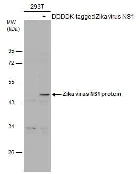Non-transfected (-) and transfected (+) 293T whole cell extracts (30 ug) were separated by 10% SDS-PAGE, and the membrane was blotted with Zika Virus NS1 antibody (NBP3-48632) diluted at 1:220. The HRP-conjugated anti-rabbit IgG antibody was used to detect the primary antibody. 