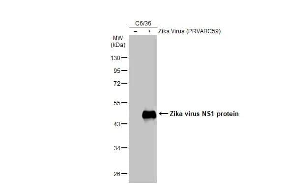 Non-infected (-) and infected (+) C6/36 whole cell extracts (30 ug) were separated by 10% SDS-PAGE, and the membrane was blotted with Zika Virus NS1 antibody (NBP3-48633) diluted at 1:10000. The HRP-conjugated anti-rabbit IgG antibody was used to detect the primary antibody. 