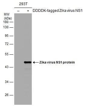 Non-transfected (-) and transfected (+) 293T whole cell extracts (30 ug) were separated by 10% SDS-PAGE, and the membrane was blotted with Zika Virus NS1 antibody (NBP3-48633) diluted at 1:8000. The HRP-conjugated anti-rabbit IgG antibody was used to detect the primary antibody. 