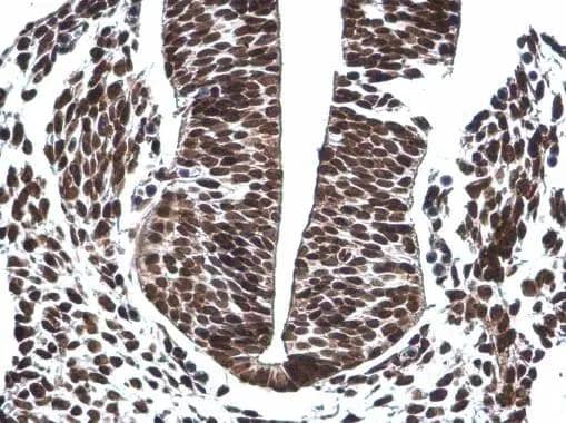 OCT6 antibody detects OCT6 protein at nucleus by immunohistochemical analysis.Sample: Paraffin-embedded mouse E10.5 embryo.OCT6 stained by OCT6 antibody (NBP3-48636) diluted at 1:500. Antigen Retrieval: Citrate buffer, pH 6.0, 15 min 