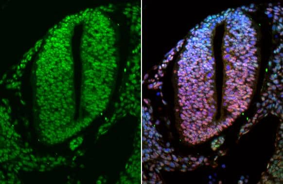 <b>Orthogonal Strategies Validation. </b>OCT6 antibody detects OCT6 protein at nucleus by immunohistochemical analysis.Sample: Paraffin-embedded mouse E10.5 embryo.Green: OCT6 stained by OCT6 antibody (NBP3-48636) diluted at 1:250.Red: SOX2, a nucleus marker, stained by SOX2 antibody [GT1352] diluted at 1:250.Blue: Fluoroshield with DAPI .Antigen Retrieval: Citrate buffer, pH 6.0, 15 min 