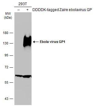 Non-transfected (-) and transfected (+) 293T whole cell extracts (30 ug) were separated by 7.5% SDS-PAGE, and the membrane was blotted with EBOV GP1 antibody (NBP3-48638) diluted at 1:5000. The HRP-conjugated anti-rabbit IgG antibody was used to detect the primary antibody. 