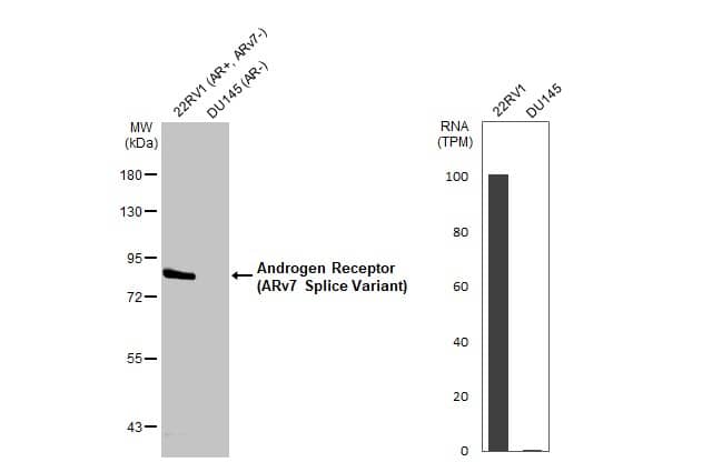 Various whole cell extracts (30 ug) were separated by 7.5% SDS-PAGE, and the membrane was blotted with Androgen Receptor V7 antibody (NBP3-48641) diluted at 1:2000. The HRP-conjugated anti-rabbit IgG antibody was used to detect the primary antibody. Corresponding RNA expression data for the same cell lines are based on Human Protein Atlas program. 