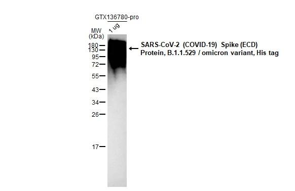 SARS-CoV-2 (COVID-19) Spike (ECD) Protein, B.1.1.529 / Omicron variant, His tag (1 �g, GTX136780-pro) were separated by 12% SDS-PAGE, and the membrane was blotted with SARS Spike Protein antibody [1A9] (NBP3-48646) diluted at 1:5000. The HRP-conjugated anti-mouse IgG antibody was used to detect the primary antibody. 
