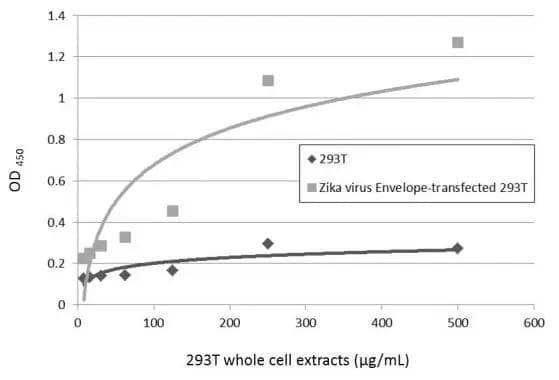Sandwich ELISA detection of non-transfected and transfected 293T whole cell extracts using NBP3-48648 as capture antibody at concentration of 5 ug/mL and GTX133326 as detection antibody at concentration of 1 ug/mL. Rabbit IgG antibody (HRP) was diluted at 1:10000 and used to detect the primary antibody. 