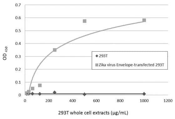 Sandwich ELISA detection of non-transfected and transfected 293T whole cell extracts using NBP3-48648 as capture antibody at concentration of 5 ug/mL and GTX133325 as detection antibody at concentration of 1 ug/mL. Rabbit IgG antibody (HRP) was diluted at 1:10000 and used to detect the primary antibody. 