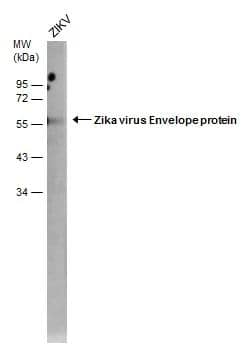Zika Virus-PRVABC59 infected Vero cells were separated by 4-20% SDS-PAGE, and the membrane was blotted with Zika Virus Envelope antibody [GT871] (HRP) (NBP3-48648-01) diluted at 1:2000. 