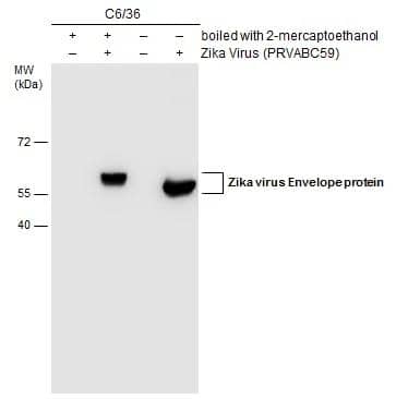 Untreated (-) and treated (+) C6/36 cell extracts (15 ug) were separated by gradient gel, and the membrane was blotted with Zika Virus Envelope antibody [GT871] (NBP3-48648) diluted at 1:2000. 