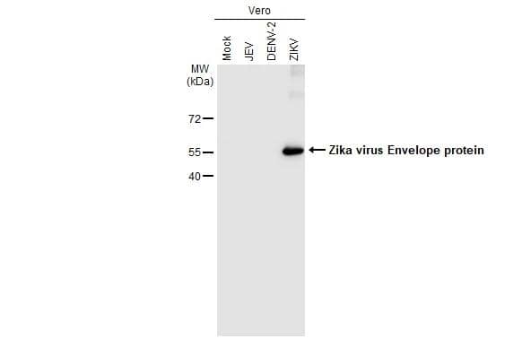 Non-infected (-) and infected (+) Vero cell extracts (15 ug, unboiled) were separated by gradient gel, and the membrane was blotted with Zika Virus Envelope antibody [GT871] (NBP3-48648) culture supernatant diluted at 1:50. 