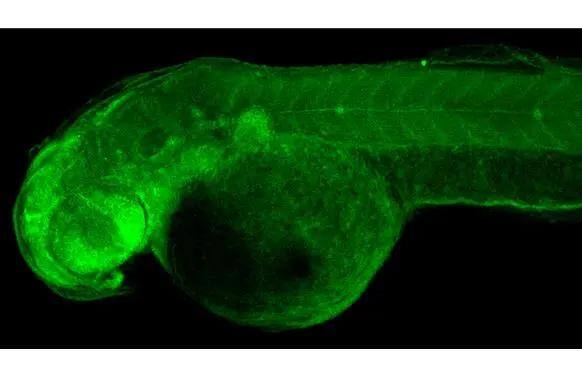 RRM2 antibody [HL1235] detects RRM2 protein on whole mount zebrafish by immunohistochemical analysis.Sample: Paraformaldehyde-fixed 2 days-post-fertilization zebrafish embryo.Green: RRM2 stained by RRM2 antibody [HL1235] (NBP3-48650) diluted at 1:100.Antigen Retrieval: Tris-HCl buffer, pH 9.0, 20 min at 70C 