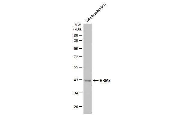 Whole zebrafish extract (30 ug) was separated by 10% SDS-PAGE, and the membrane was blotted with RRM2 antibody [HL1235] (NBP3-48650) diluted at 1:1000. The HRP-conjugated anti-rabbit IgG antibody was used to detect the primary antibody. 