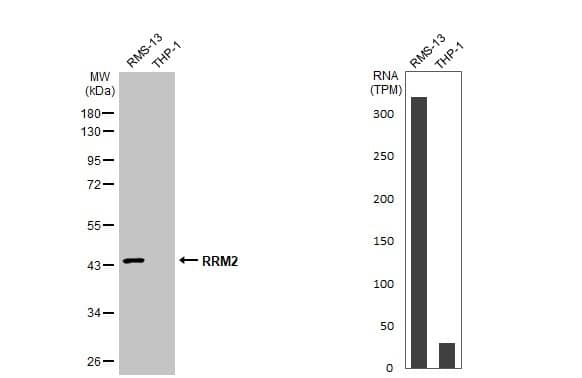 <b>Orthogonal Strategies Validation. </b>Various whole cell extracts (30 ug) were separated by 10% SDS-PAGE, and the membrane was blotted with RRM2 antibody [HL1235] (NBP3-48650) diluted at 1:1000. The HRP-conjugated anti-rabbit IgG antibody was used to detect the primary antibody. Corresponding RNA expression data for the same cell lines are based on Human Protein Atlas program. 