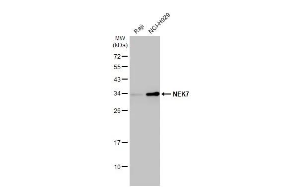 Western Blot NEK7 Antibody (HL1349)