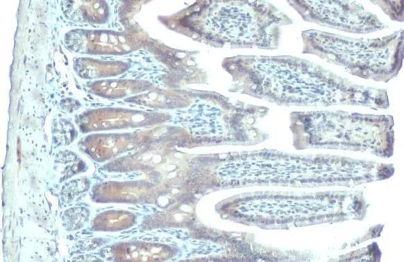 PDE6D antibody [HL1359] detects PDE6D protein at cytoplasm by immunohistochemical analysis.Sample: Paraffin-embedded mouse intestine.PDE6D stained by PDE6D antibody [HL1359] (NBP3-48654) diluted at 1:100.Antigen Retrieval: Citrate buffer, pH 6.0, 15 min 