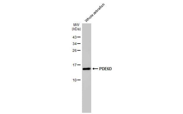 Whole zebrafish extract (30 ug) was separated by 15% SDS-PAGE, and the membrane was blotted with PDE6D antibody [HL1359] (NBP3-48654) diluted at 1:1000. The HRP-conjugated anti-rabbit IgG antibody was used to detect the primary antibody. 