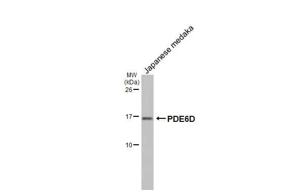 Whole Japanese medaka extract (30 ug) was separated by 15% SDS-PAGE, and the membrane was blotted with PDE6D antibody [HL1359] (NBP3-48654) diluted at 1:1000. The HRP-conjugated anti-rabbit IgG antibody was used to detect the primary antibody, and the signal was developed with Trident ECL plus-Enhanced. 