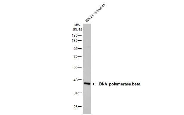 Whole zebrafish extract (30 ug) was separated by 10% SDS-PAGE, and the membrane was blotted with DNA Polymerase beta antibody [HL1525] (NBP3-48657) diluted at 1:1000. The HRP-conjugated anti-rabbit IgG antibody was used to detect the primary antibody. 