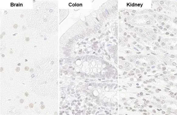 U2AF2 antibody [HL1583] detects U2AF2 protein by immunohistochemical analysis.Sample: Paraffin-embedded rat tissue.U2AF2 stained by U2AF2 antibody [HL1583] (NBP3-48659) diluted at 1:100.Antigen Retrieval: Citrate buffer, pH 6.0, 15 min 