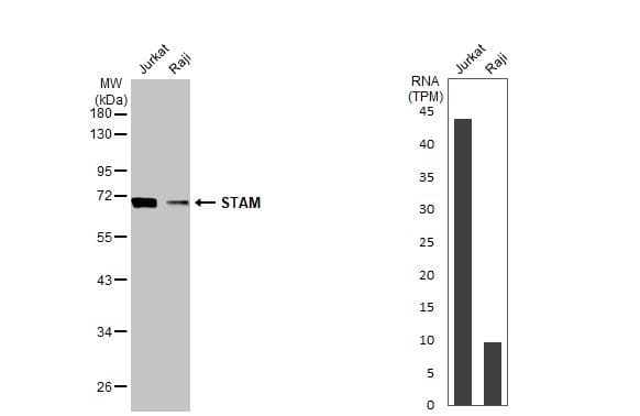 <b>Orthogonal Strategies Validation. </b>Various whole cell extracts (30 ug) were separated by 10% SDS-PAGE, and the membrane was blotted with STAM-1 antibody [HL1637] (NBP3-48660) diluted at 1:1000. The HRP-conjugated anti-rabbit IgG antibody was used to detect the primary antibody. Corresponding RNA expression data for the same cell lines are based on Human Protein Atlas program. 