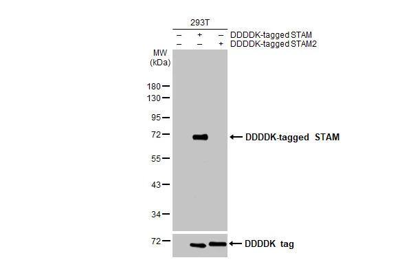 Non-transfected (-) and transfected (+) 293T whole cell extracts (10 | 10 | 20 ug) were separated by 10% SDS-PAGE, and the membrane was blotted with STAM-1 antibody [HL1637] (NBP3-48660) diluted at 1:25000. The HRP-conjugated anti-rabbit IgG antibody was used to detect the primary antibody. 