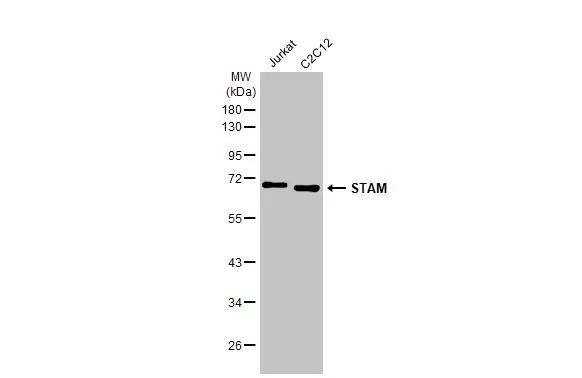 Various whole cell extracts (30 ug) were separated by 10% SDS-PAGE, and the membrane was blotted with STAM-1 antibody [HL1637] (NBP3-48660) diluted at 1:1000. The HRP-conjugated anti-rabbit IgG antibody was used to detect the primary antibody. 