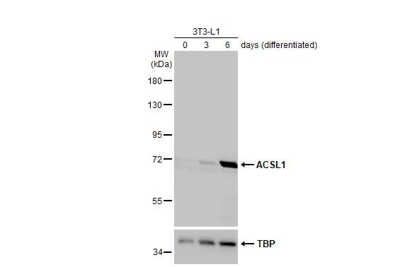 Untreated and treated 3T3-L1 whole cell extracts (30 ug) were separated by 7.5% SDS-PAGE, and the membrane was blotted with ACSL1 antibody [HL1651] (NBP3-48661) diluted at 1:1000. The HRP-conjugated anti-rabbit IgG antibody was used to detect the primary antibody. 
