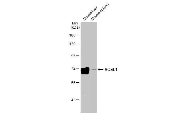 Various tissue extracts (50 ug) were separated by 7.5% SDS-PAGE, and the membrane was blotted with ACSL1 antibody [HL1651] (NBP3-48661) diluted at 1:1000. The HRP-conjugated anti-rabbit IgG antibody was used to detect the primary antibody. 