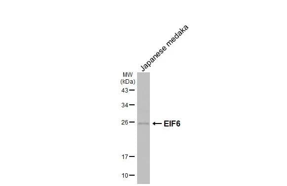 Western Blot integrin beta 4 binding protein Antibody (HL1758)