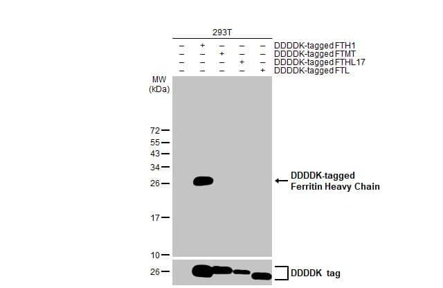 Non-transfected (-) and transfected (+) 293T whole cell extracts were separated by 15% SDS-PAGE, and the membrane was blotted with Ferritin Heavy Chain antibody [HL1905] (NBP3-48666) diluted at 1:5000. The HRP-conjugated anti-rabbit IgG antibody was used to detect the primary antibody. 