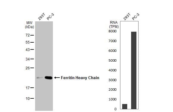 <b>Orthogonal Strategies Validation. </b>Various whole cell extracts (30 ug) were separated by 12% SDS-PAGE, and the membrane was blotted with Ferritin Heavy Chain antibody [HL1905] (NBP3-48666) diluted at 1:3000. The HRP-conjugated anti-rabbit IgG antibody was used to detect the primary antibody. Corresponding RNA expression data for the same cell lines are based on Human Protein Atlas program. 