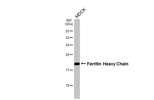 Whole cell extract (30 ug) was separated by 12% SDS-PAGE, and the membrane was blotted with Ferritin Heavy Chain antibody [HL1905] (NBP3-48666) diluted at 1:1000. The HRP-conjugated anti-rabbit IgG antibody was used to detect the primary antibody. 