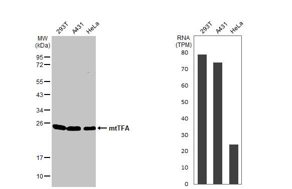 <b>Orthogonal Strategies Validation. </b>Various whole cell extracts (30 ug) were separated by 12% SDS-PAGE, and the membrane was blotted with mtTFA antibody [HL2012] (NBP3-48669) diluted at 1:5000. The HRP-conjugated anti-rabbit IgG antibody was used to detect the primary antibody.Corresponding RNA expression data for the same cell lines are based on Human Protein Atlas program. 