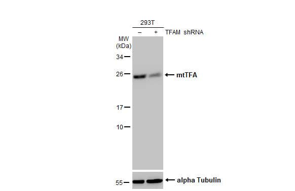 Non-transfected (-) and transfected (+) 293T whole cell extracts (30 ug) were separated by 12% SDS-PAGE, and the membrane was blotted with mtTFA antibody [HL2012] (NBP3-48669) diluted at 1:50000. The HRP-conjugated anti-rabbit IgG antibody was used to detect the primary antibody. 