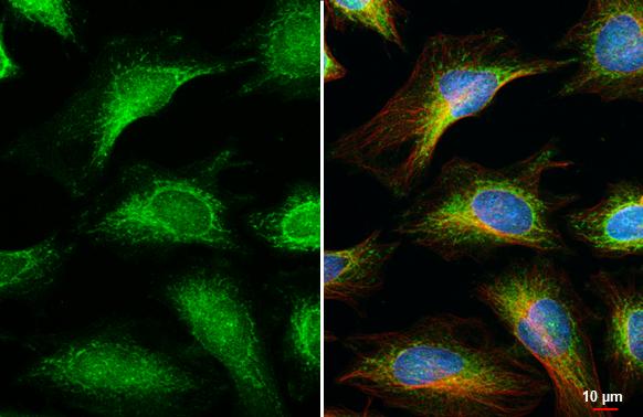 OGDH antibody [HL2072] detects OGDH protein at mitochondria by immunofluorescent analysis.Sample: HeLa cells were fixed in ice-cold MeOH for 5 min.Green: OGDH stained by OGDH antibody [HL2072] (NBP3-48670) diluted at 1:500.Red: alpha Tubulin, a cytoskeleton marker, stained by alpha Tubulin antibody [GT114] diluted at 1:1000.Blue: Fluoroshield with DAPI . 