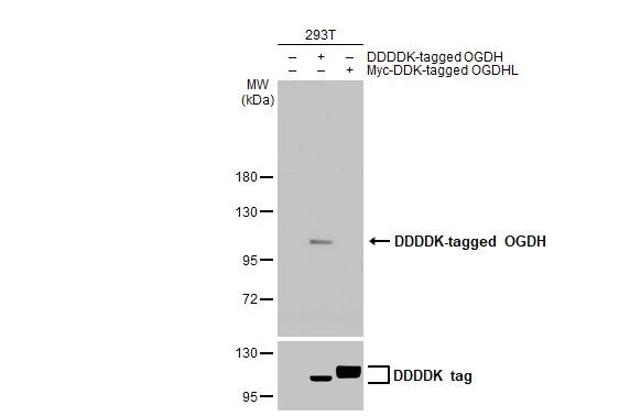 Non-transfected (�) and transfected (+) 293T whole cell extracts (30 �g) were separated by 7.5% SDS-PAGE, and the membrane was blotted with OGDH antibody [HL2072] (NBP3-48670) diluted at 1:5000. The HRP-conjugated anti-rabbit IgG antibody was used to detect the primary antibody. 