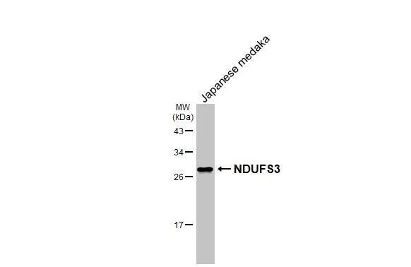 Whole Japanese medaka extract (30 ug) was separated by 12% SDS-PAGE, and the membrane was blotted with NDUFS3 antibody [HL2097] (NBP3-48671) diluted at 1:1000. The HRP-conjugated anti-rabbit IgG antibody was used to detect the primary antibody. 